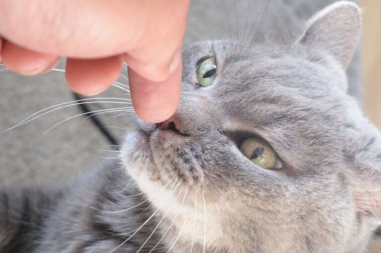 猫はにおいで知っている人と知らない人を嗅ぎ分けることができる（日本の研究）