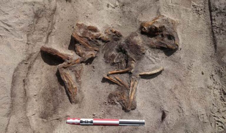 1000年前の船墓から発見されたバイキング時代の女性と愛犬の遺骨、死後も続いた深い絆