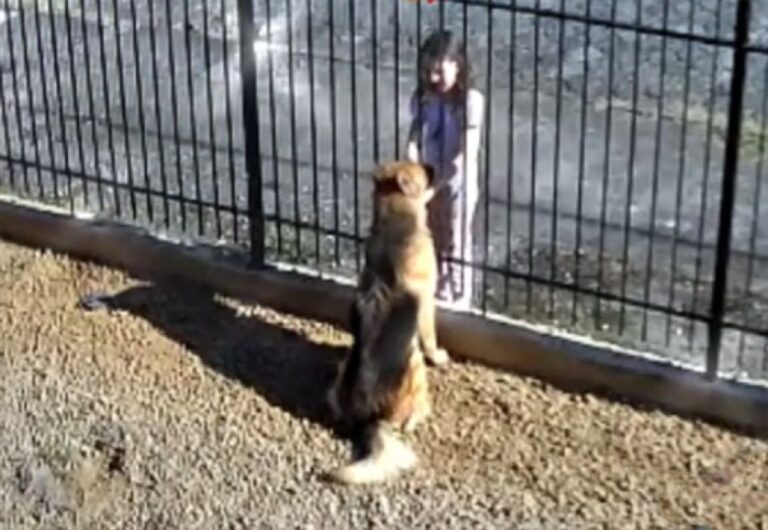 通行人にはもれなく吠える、警戒心の強い番犬だが、1人の少女だけは特別だった