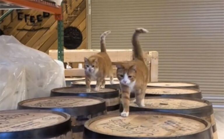 「ここで働かせてもらうわ」突如現れた4匹の茶トラ猫、ウイスキー蒸留所の社員になる