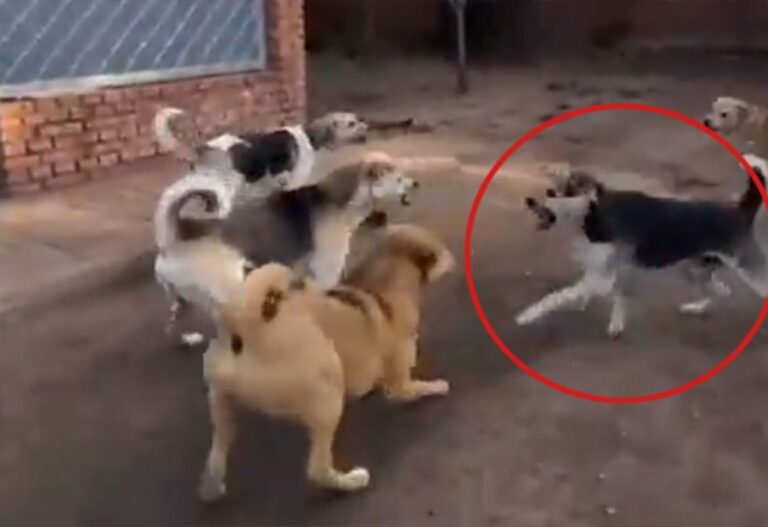ボス犬の圧倒的存在感！喧嘩を売りまくっていた若い犬を一発で抑え込む瞬間