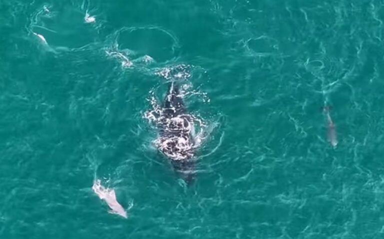 迷子のクジラを助けるイルカたち、浅瀬から沖合へと誘導する姿が観察される