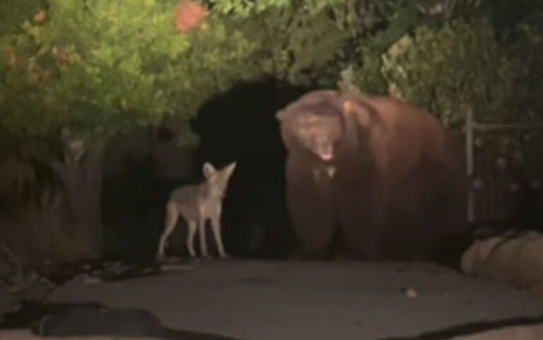 クマ出没の通報にかけつけると、コヨーテと一緒でびっくりした保安官