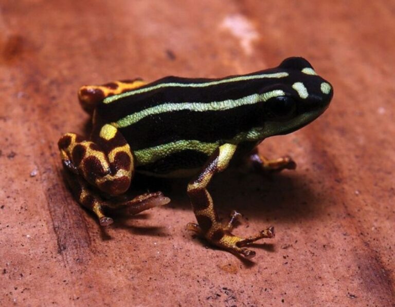 カエル好きに朗報。ヤドクガエルの新種が2種発見される