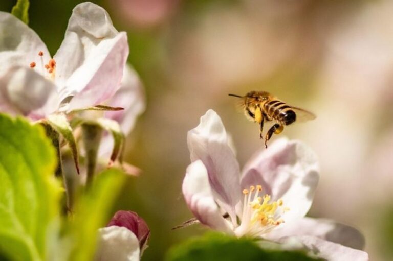 植物はミツバチの羽音を聞き、音が多いほどたくさんの甘い蜜を作っていた