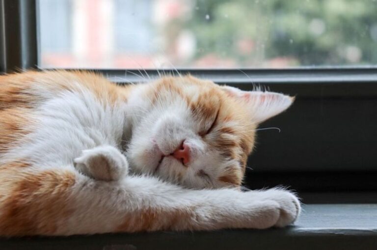 飼い猫の60％以上が左側を下にして眠る。そこに隠された理由とは？