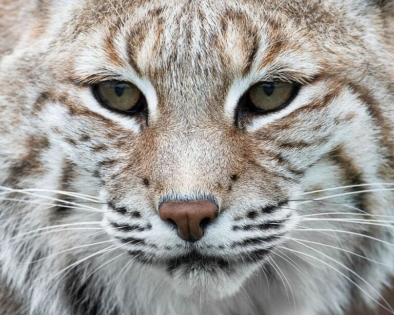 猫はみんな一緒さ。ボブキャットをレーザーの光でおびき出そうとした保安官の作戦失敗