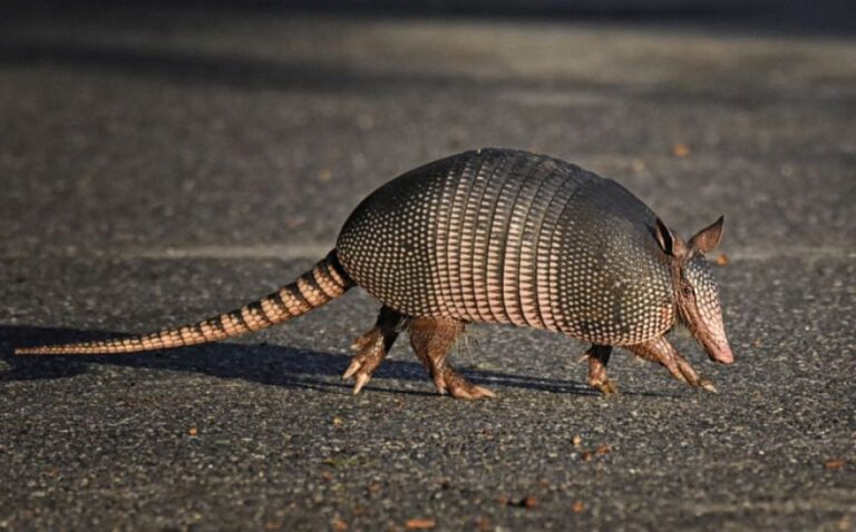 カルガモの親子かと思ったらアルマジロ！子供たちを引き連れ道路を横断