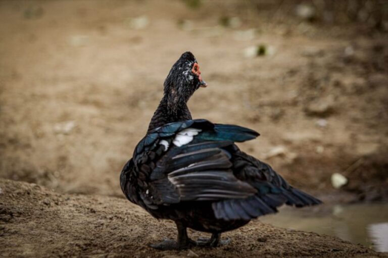 フロリダの住民たちを襲い続けていた鳥、無事捕獲され保護施設へ移送される
