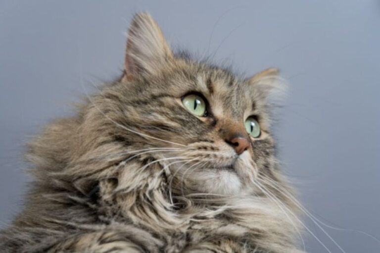 赤ちゃんの入浴時に必ず同行し、安全を監視する猫は穏やかな巨人、メインクーン
