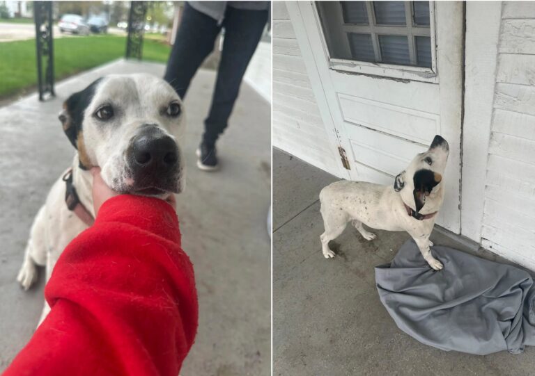 引っ越しで置き去りにされた犬、空っぽの家の前で家族の帰りを待ち続ける