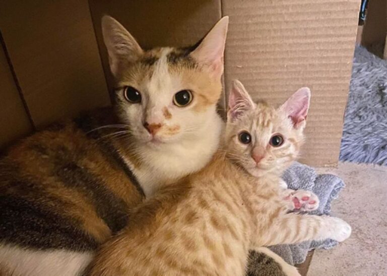 迷い子猫を迎え入れて何よりうれしかったこと。先住猫が母親のように愛を注いでくれた