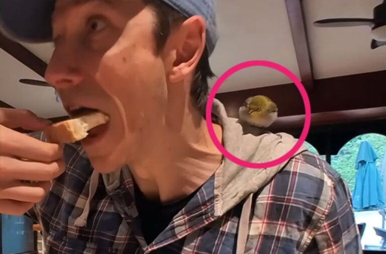マカオで朝食を食べていたら野鳥が同伴、思いがけない癒しの時間に感動する男性