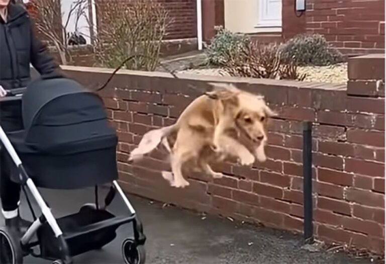 気分を上げたい？ならば犬たちが飛んだり跳ねたり踊ったりする動画でセロトニン補給だ