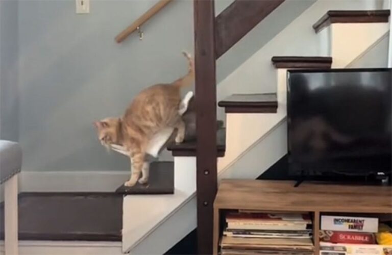 これがニャイと落ち着かない。口にくわえてどこにでもブランケットを持ち運ぶ猫
