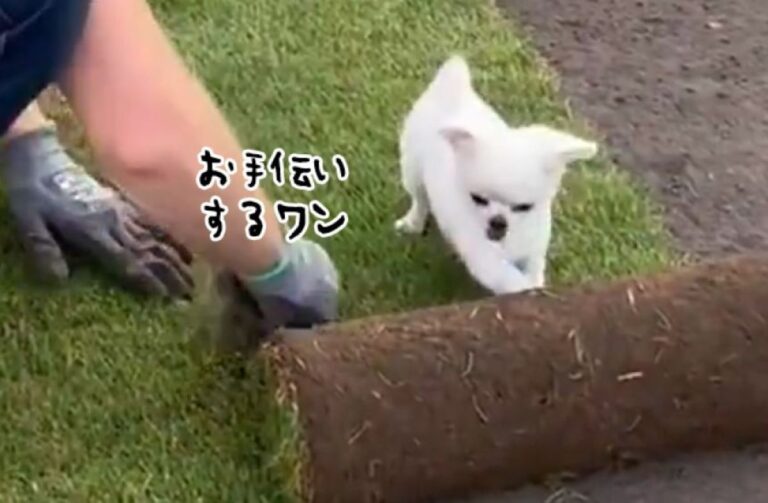 熱意はたっぷり！芝生を敷くお手伝いに前向きな小犬。