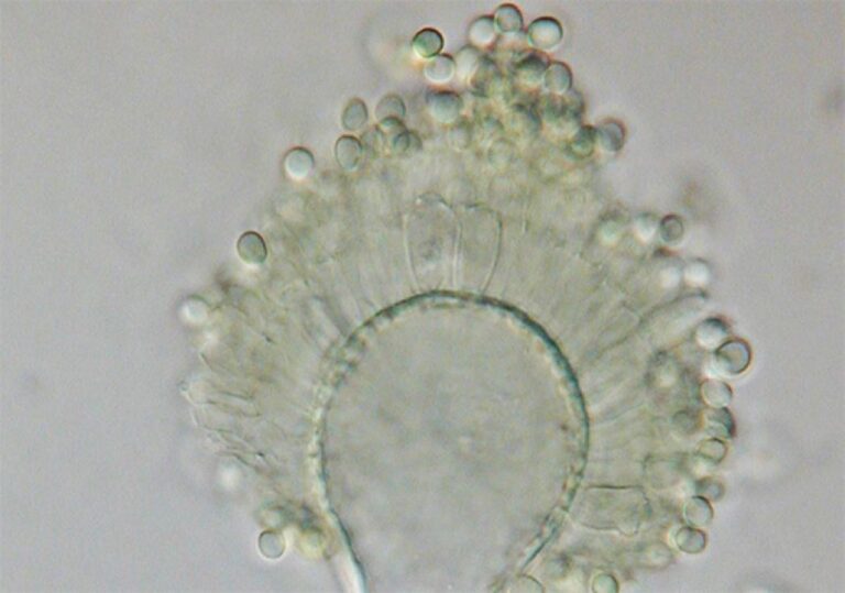 ツタンカーメンの墓の呪いの真菌から得た化学物質を改良し、白血病治療に役立てる試み