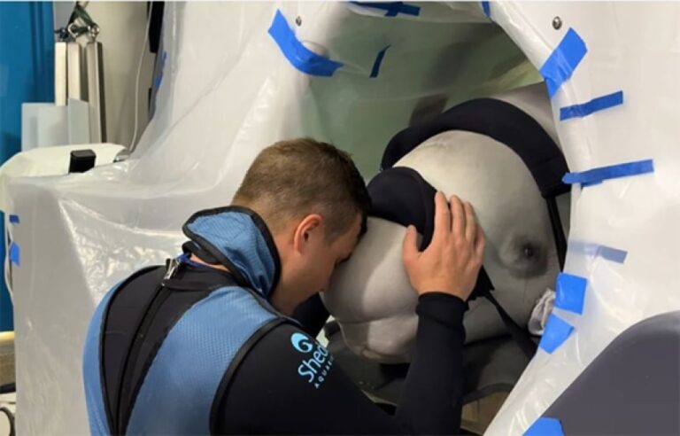 世界初！シロイルカの全身麻酔手術が成功（シカゴの水族館）