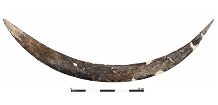 マンモスの牙で作られた4万年前のブーメラン、知られている中で世界最古
