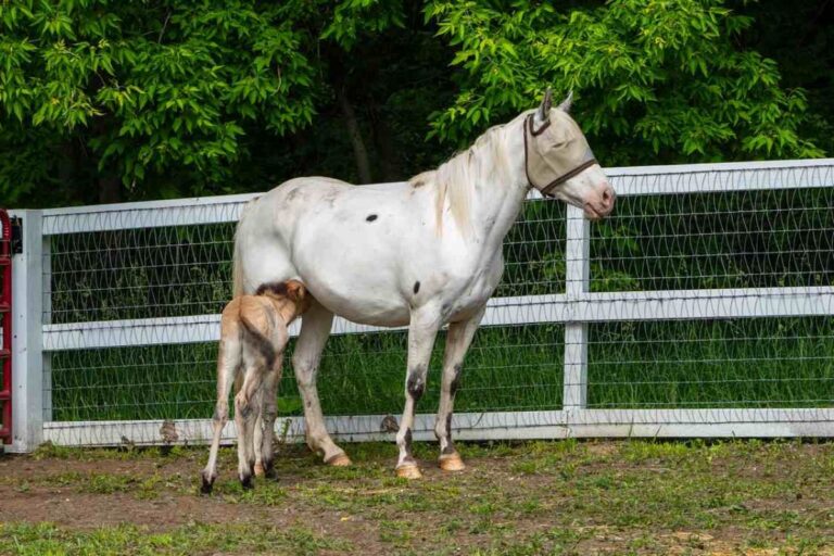 希少なモウコノウマの子馬、育児放棄されるも、子を失ったばかりの別種の馬が迎え入れる