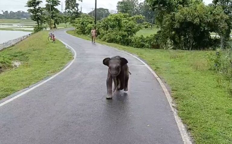 赤ちゃんゾウ、母親とはぐれ人間に助けを求める