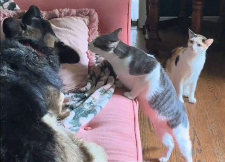 こいつヤバイにおいがする。動物病院帰りの犬に対する猫たちの反応