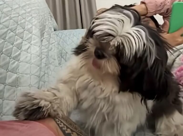 遊んでくれない飼い主の気をひくため、犬が最終形態へと変化！