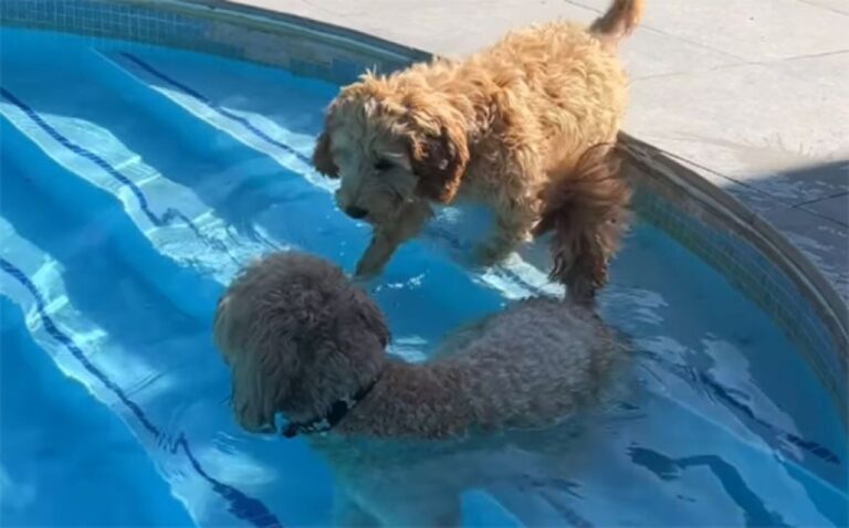 お水遊びは楽しいよ。実家の子犬に泳ぎ方を教えるゴールデンドゥードル
