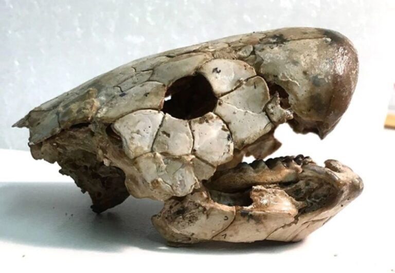 3億8000万年前のハイギョの化石が、四肢動物の進化の秘密を握っていた