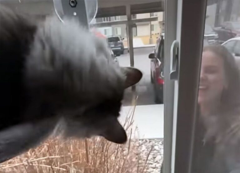 ママが帰ってきた！全身で喜びを表現する猫