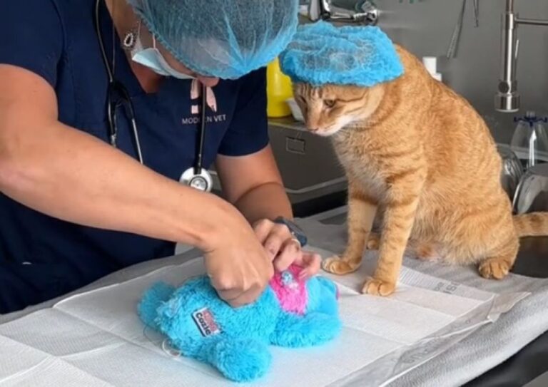 「ボクが見てるから大丈夫！」お気に入りのぬいぐるみの緊急手術に立ち会う保護猫