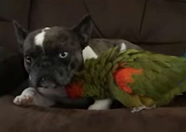 前世はつながっていた？とにかく仲が良いフレンチブルドッグとコンゴウインコ