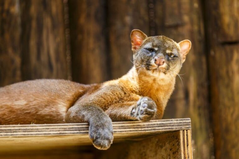 猫とカワウソが合体したみたい。「ジャガランディ」の魅力に迫る