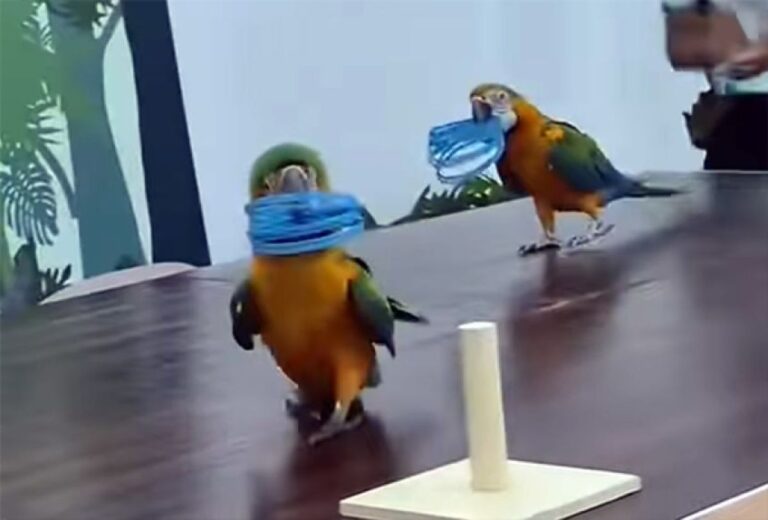 その手があったか！コンゴウインコが輪を棒に通す競技中、衝撃の展開が待っていた