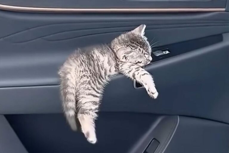 こんな動画だけ見ていたい。眠り猫たちの動画をまとめた、セロトニン補給サプリ