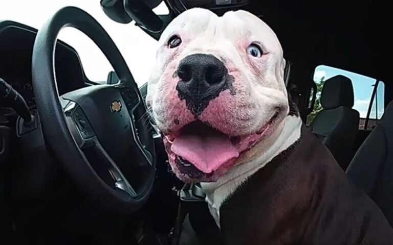 警察が迷子犬を保護、パトカーに自ら乗り込み運転席から離れず「ボクが運転するワン！」
