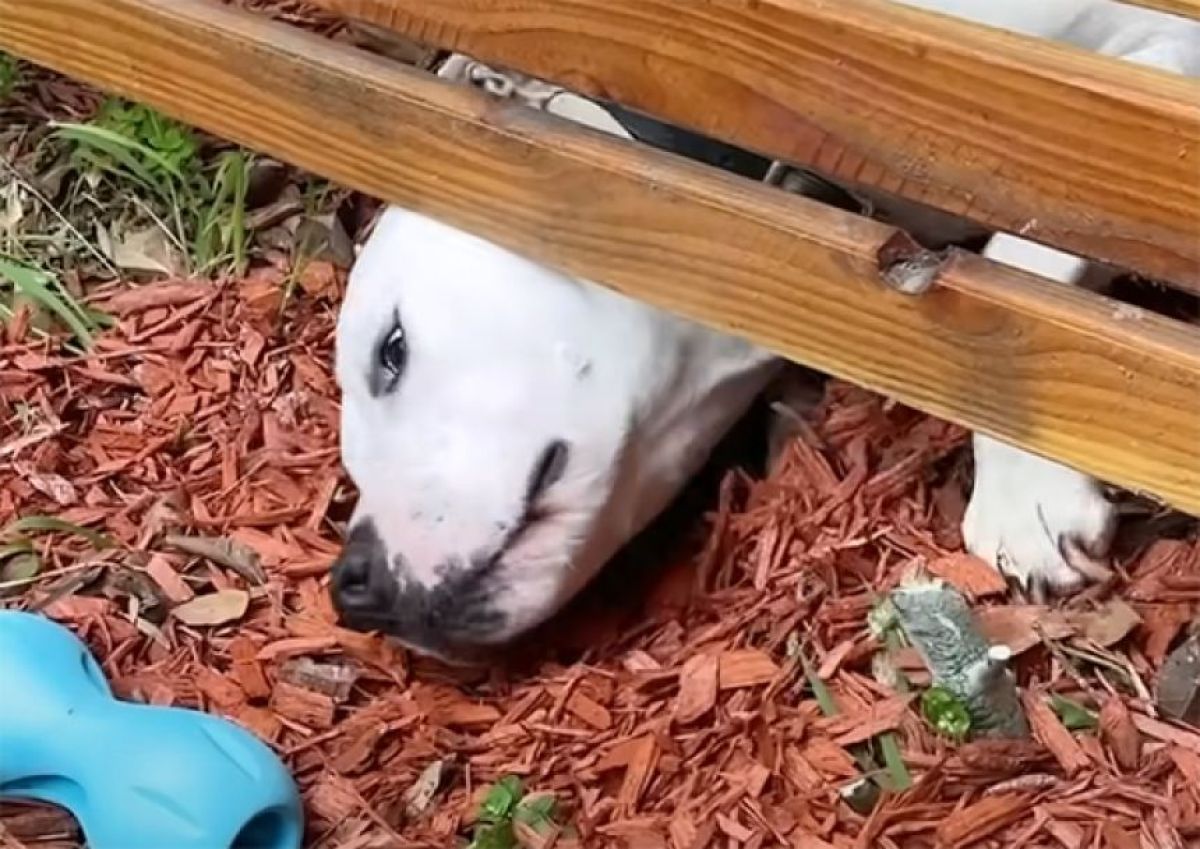 おもちゃが取れない…フェンスの下から必死に取り出そうとする犬だったが、脇はがら空き