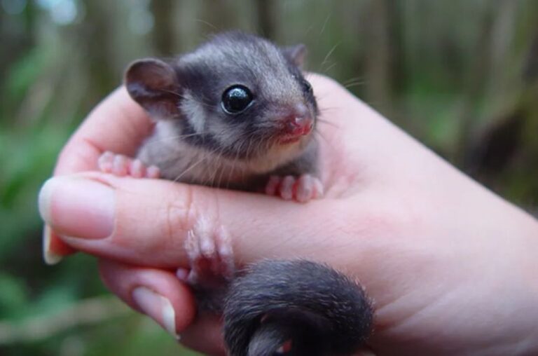 うれしいニュース。州内で絶滅したと思われていたフクロモモンガダマシを発見！
