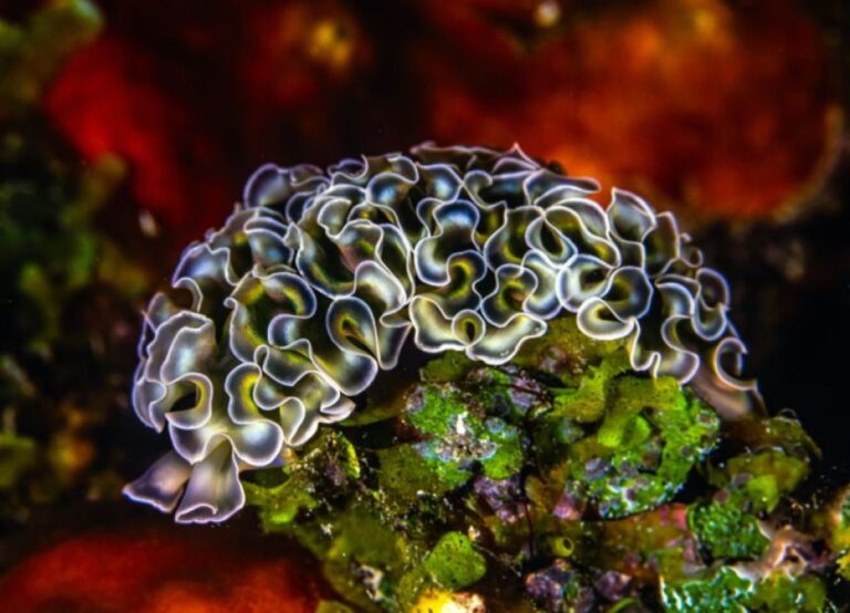 海藻の葉緑体を体内に取り込み、太陽光を利用する能力を自分のものにするレタスウミウシ