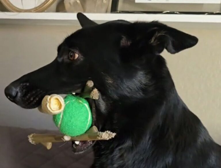 自分のおもちゃは貸したくない。犬の友達が遊びに来た時の犬の口の中がカオス