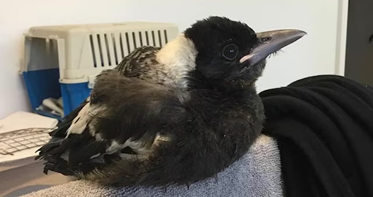 鳥の恩返し。かつて助けたカササギフエガラスが、転落した女性の命を救う