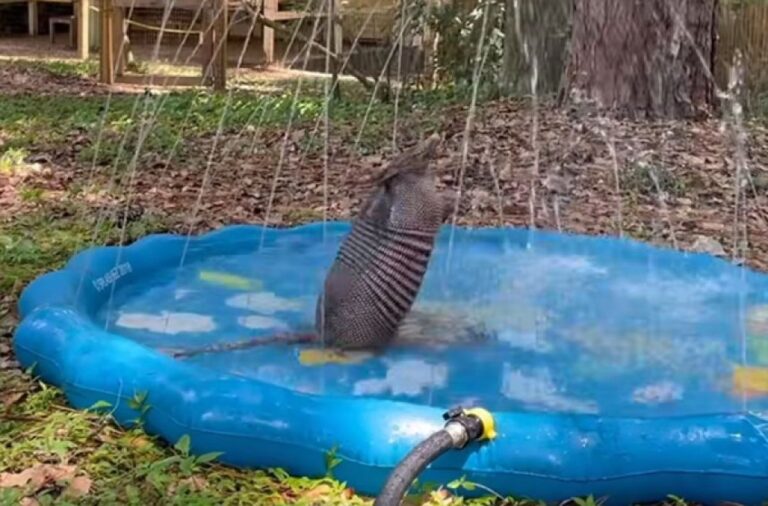 水遊び超たのし～！アルマジロがプールで遊ぶ姿がかわいい