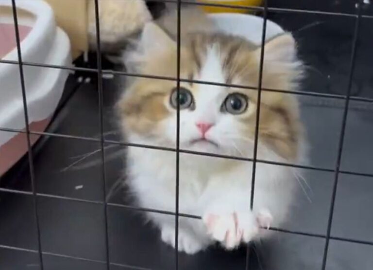 ケージの隙間から脱出を試みた子猫、うっかり変顔になってしまう