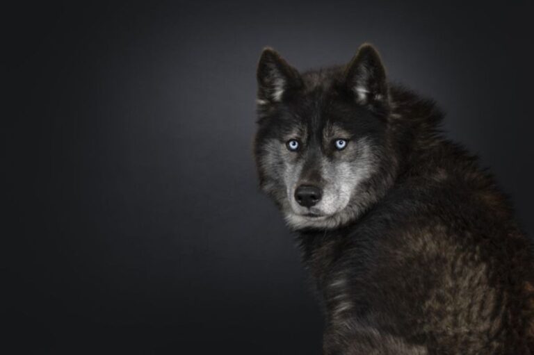 でかい！キッチンを物色中の狼犬、吊り戸棚にも簡単に届く驚異のサイズ感