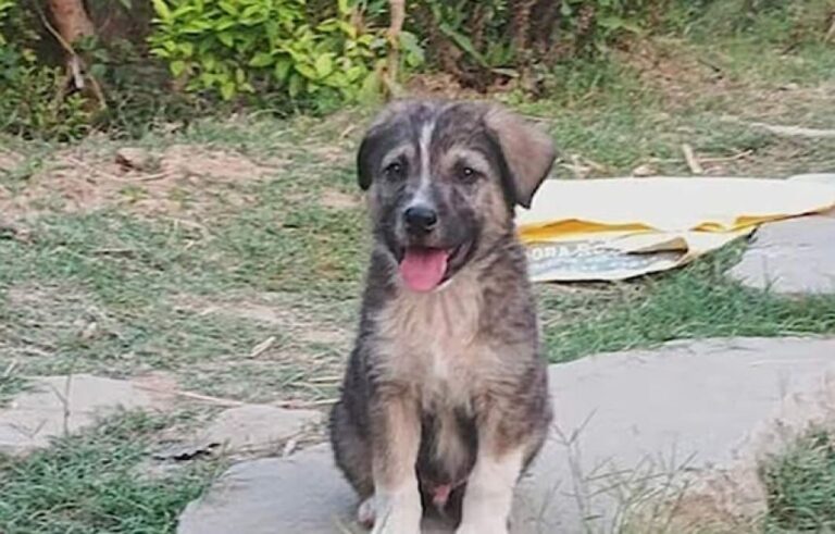 深夜に発生した土砂崩れを伝えるため、村を駆け回り、67人全員の命を救った犬