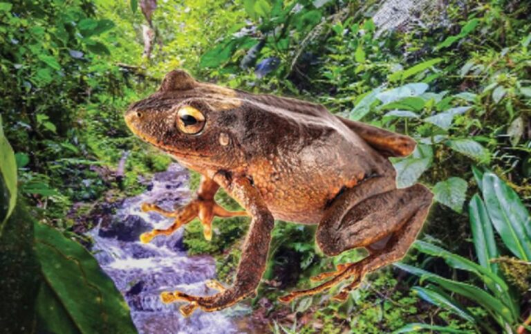 カエル好きに朗報。アンデス山脈の高地で新種のカエル3種を発見