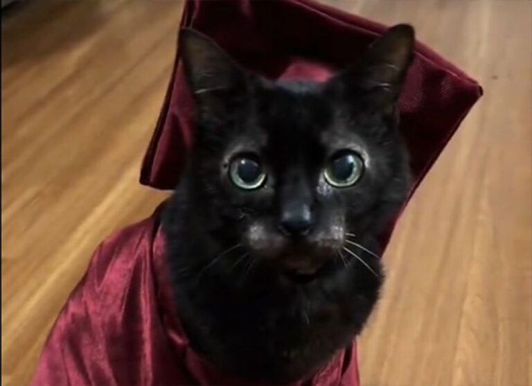 少女との約束を果たした猫、病を乗り越え17歳で卒業式に立ち会うまでの物語