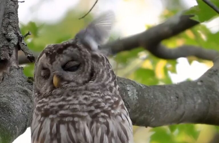 小鳥に何度頭を突かれてもじっと耐え続けるフクロウ