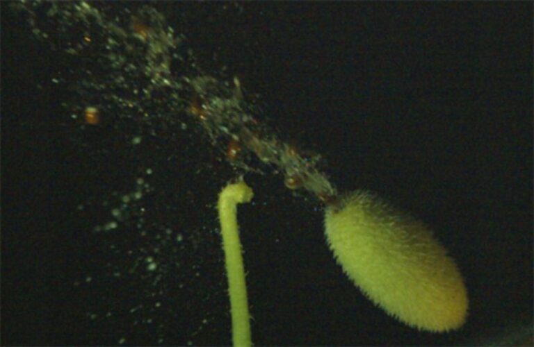 驚異の種子発射能力をもつテッポウウリの謎を解明