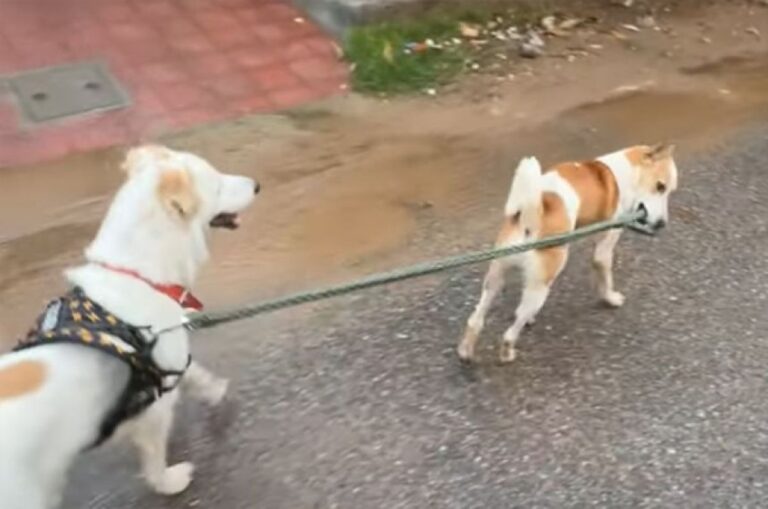 「私にまかせて！」愛犬を散歩させていたら、地域犬がリードをくわえて先導しはじめた件